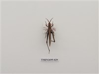 藏品(直翅目(3))的圖片